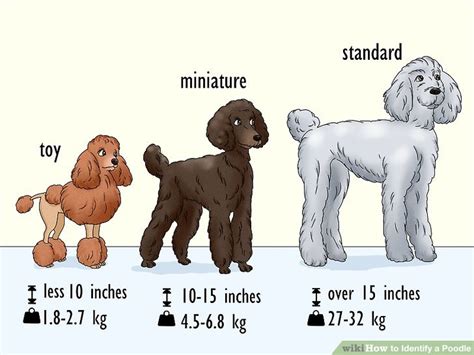 Standard poodle weight - F1 Irish Wolfadoodles are the combination of a purebred Irish Wolfhound and a purebred Standard Poodle. They are low to non-shedding and typically weigh between 75-110 pounds REVERSE …